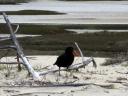 oyster catcher