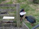 takahe