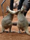 wallaby love